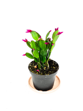 Rhipsalidopsis gaertneri