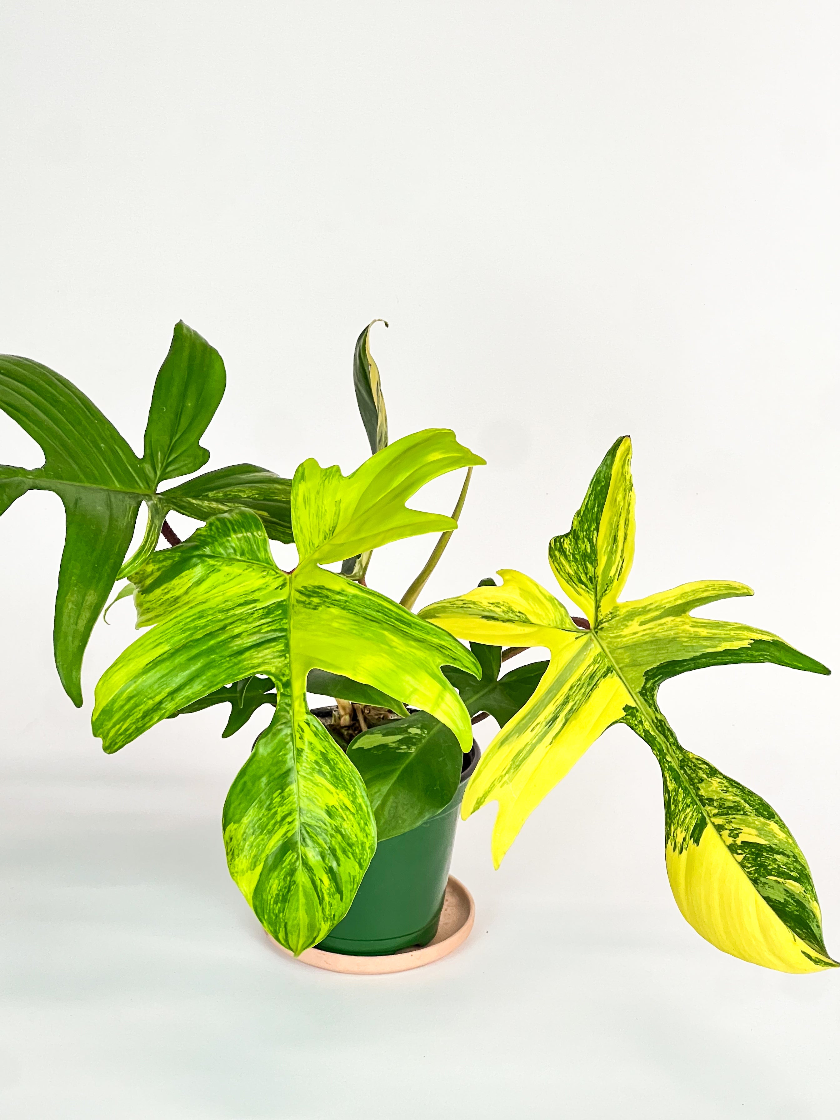 505 斑入り　Philodendron'Florida Beauty' 極斑体 505 斑入り Philodendron'Florida Beauty' 極斑体 - メルカリ