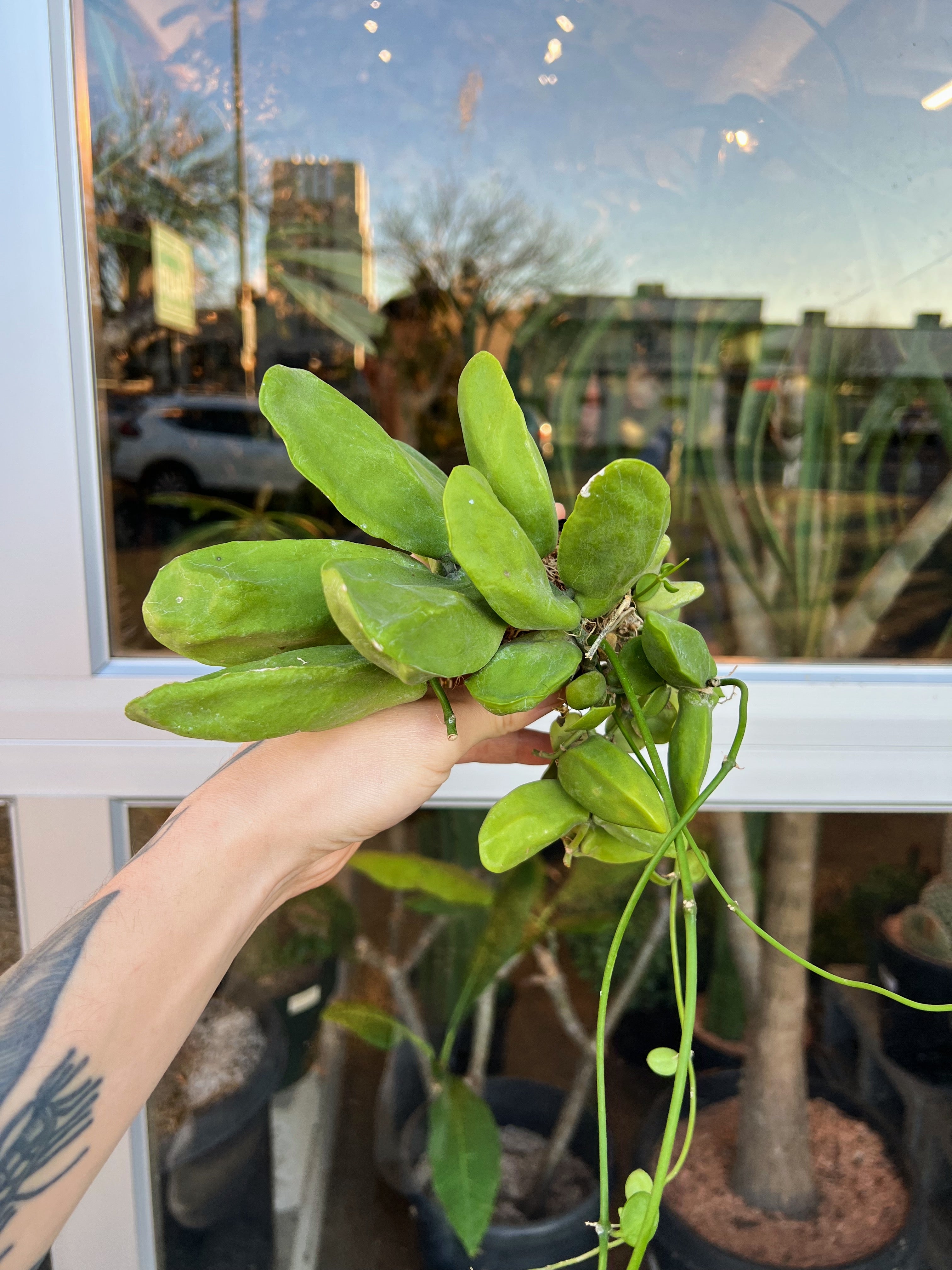 Dischidia major – ARIUM BOTANICALS