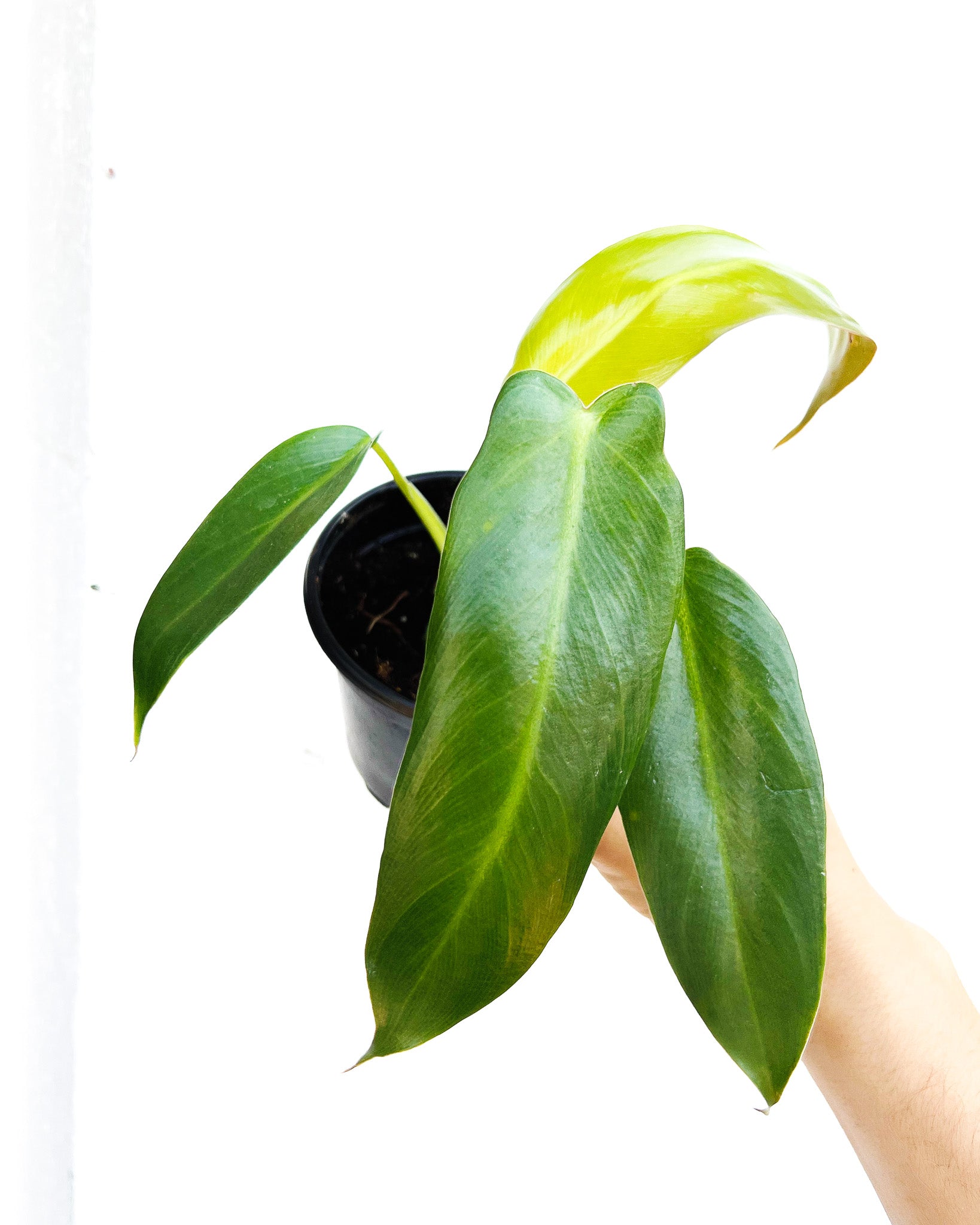 Philodendron Spiritus Sancti – ARIUM BOTANICALS