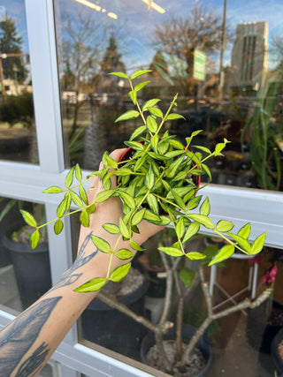 Hoya bella 'Luis Bois'