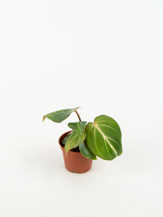 philodendron gloriosum stem Philodendron gloriosum – ARIUM BOTANICALS