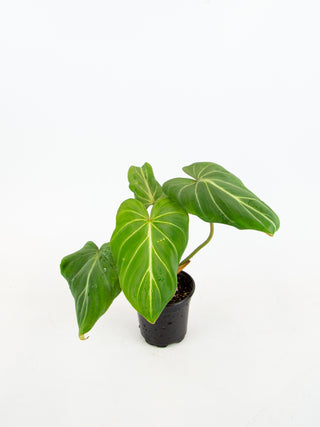 terrestrial philodendron Philodendron gloriosum
