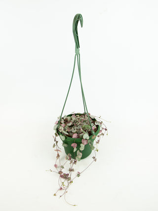 Ceropegia woodii variegata 'String of Hearts'