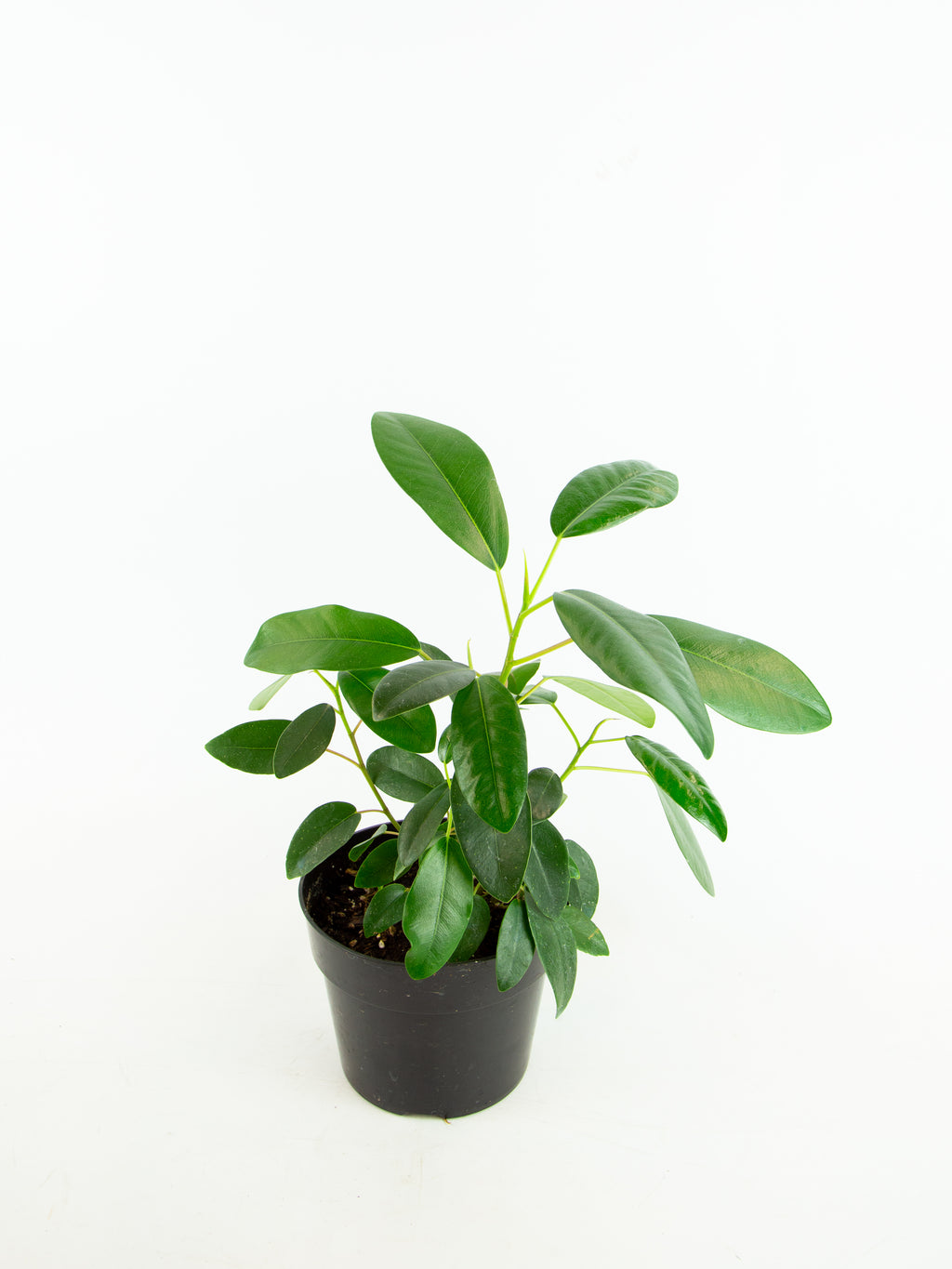 Ficus watkinsiana – ARIUM BOTANICALS