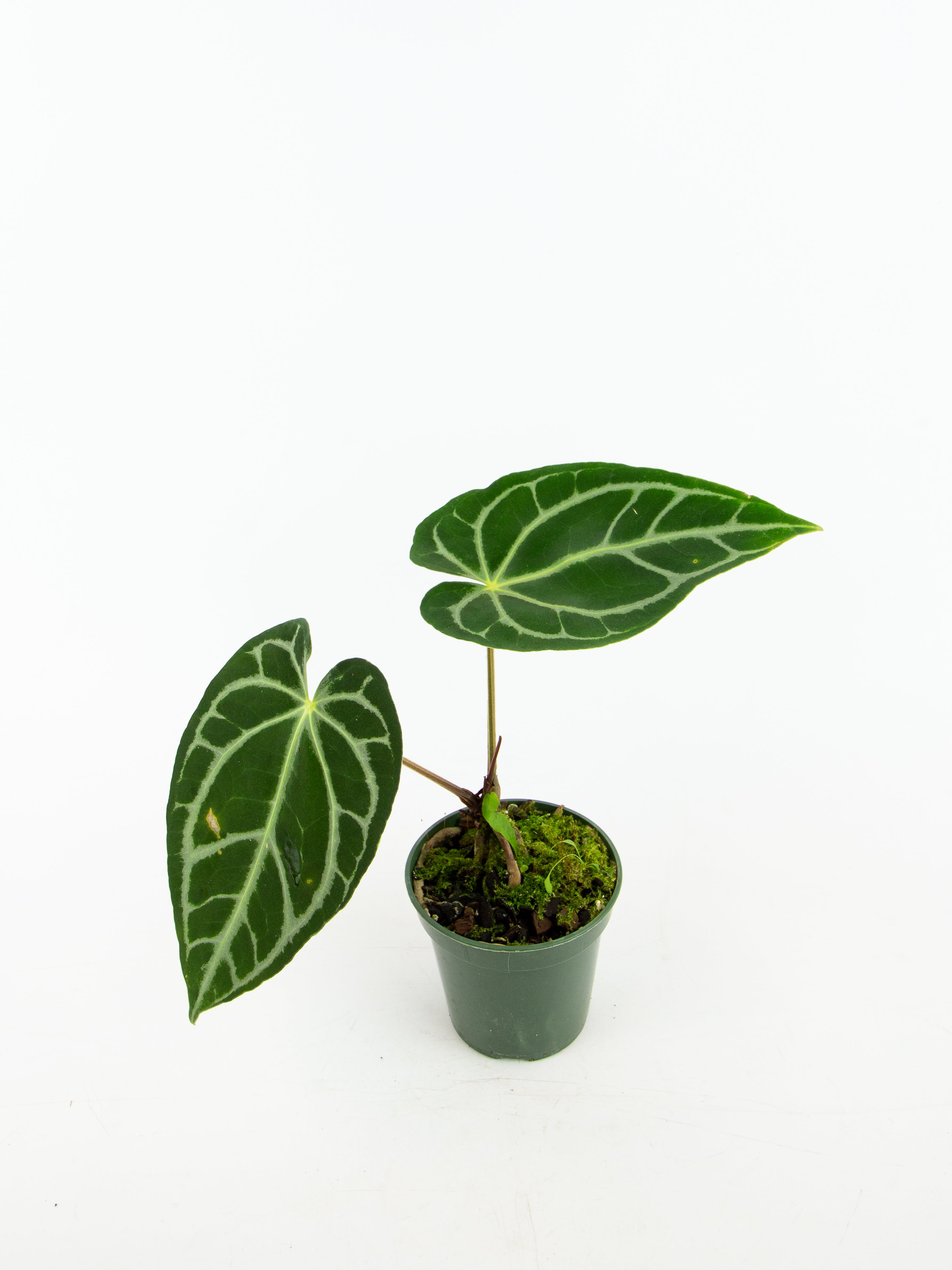 Anthurium crystallinum 'Bench Hybrid' – ARIUM BOTANICALS Anthurium crystallinum 'Bench Hybrid' – ARIUM BOTANICALS