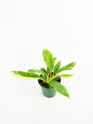 anthurium ring of fire Philodendron 'Ring of Fire' – ARIUM BOTANICALS