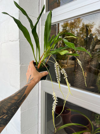 Coelogyne glumacea