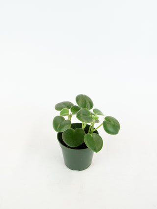 Peperomia incana