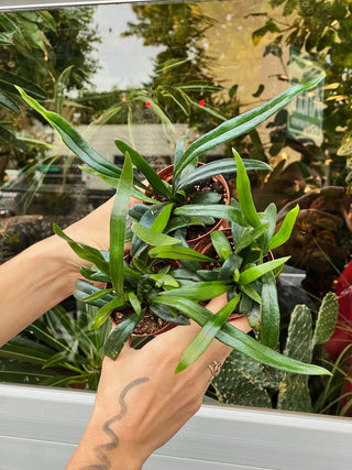 Microsorum thailandicum 'Blue Oil Fern'
