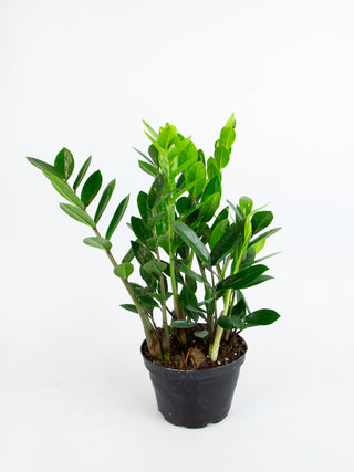 Zamioculcas zamiifolia 'ZZ Plant'