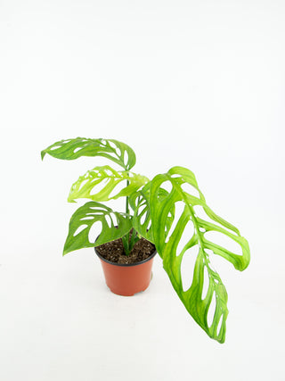 monstera esqueleto mature Monstera esqueleto – ARIUM BOTANICALS