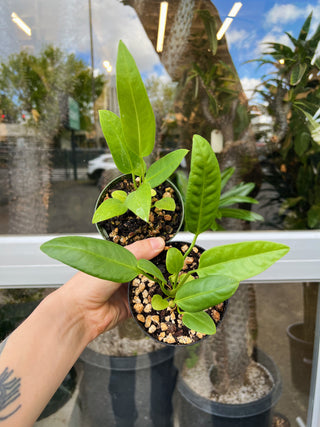 Anthurium sp. 'Morona'
