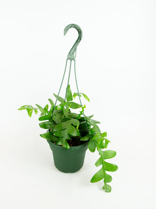 succulent fern Selenicereus chrysocardium 'Fern Leaf Cactus' – ARIUM BOTANICALS