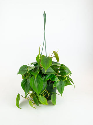 philodendron hederaceum green Philodendron hederaceum – ARIUM BOTANICALS