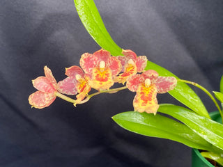 x Howeara 'Lava Burst' 'Pacific Sunrise'