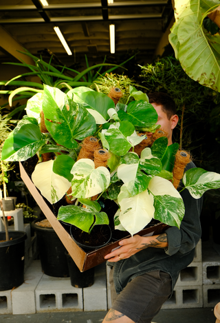 monstera deliciosa portland Monstera deliciosa albo variegata