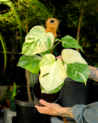 monstera variegata plant Monstera deliciosa albo variegata – ARIUM BOTANICALS