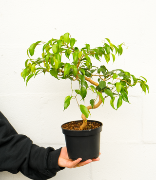Ficus benjamina bonsai