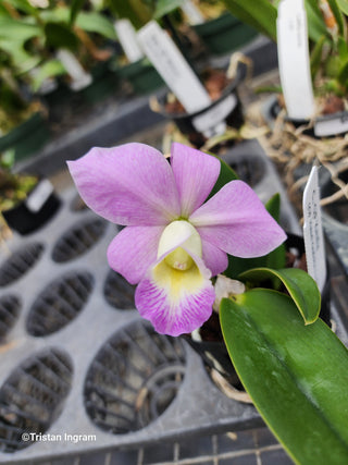 Cattleya 'QF Keala'