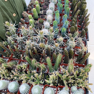 Cacti Assortment