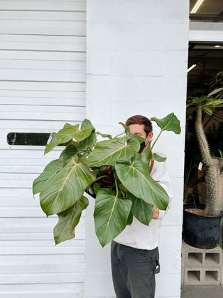 philodendron glory Philodendron 'summer glory'