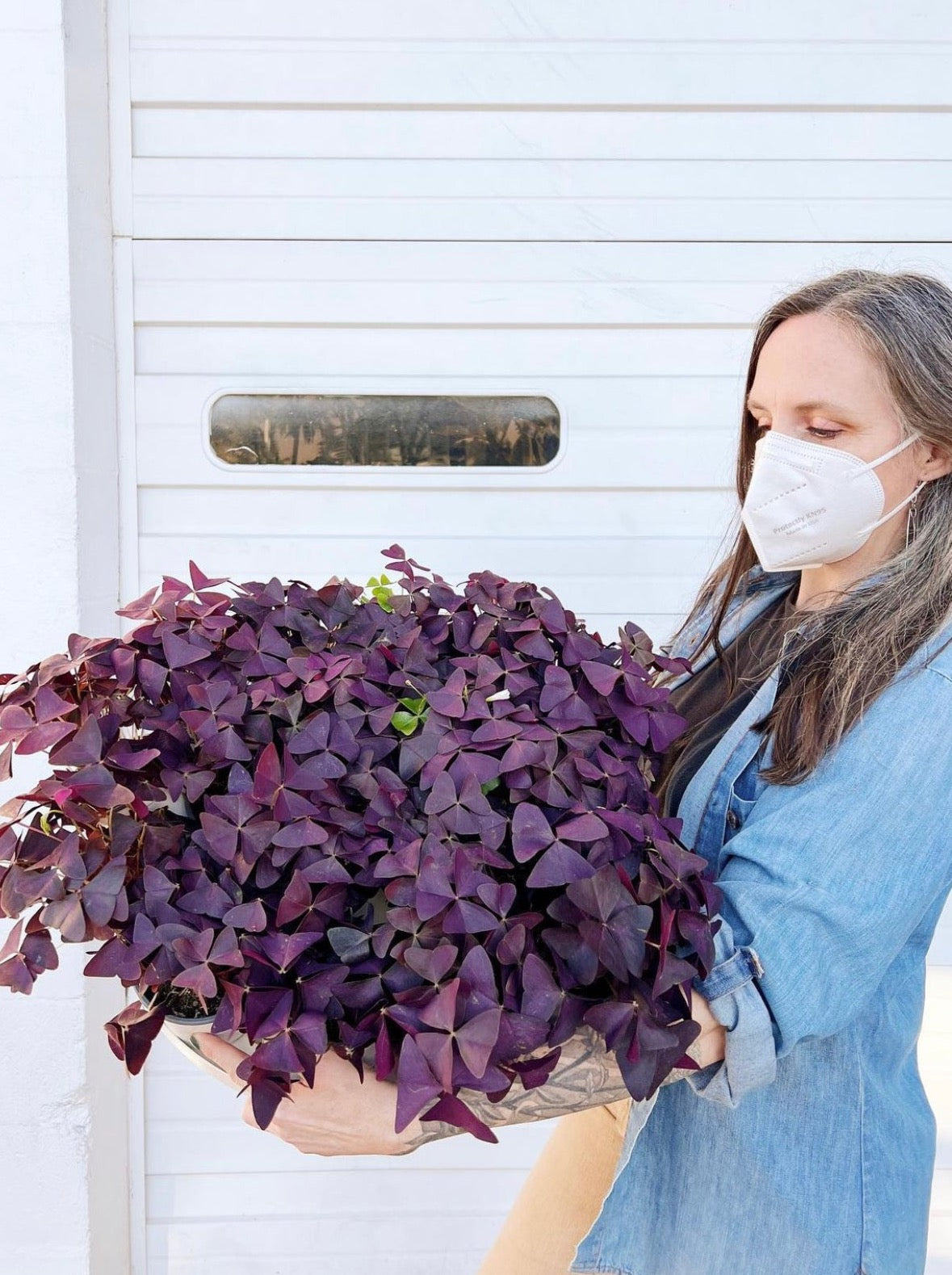 Oxalis triangularis – ARIUM BOTANICALS
