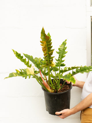 is philodendron ring of fire a climber Philodendron 'Ring of Fire' – ARIUM BOTANICALS