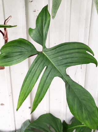philodendron green florida Philodendron 'Florida Green' – ARIUM BOTANICALS