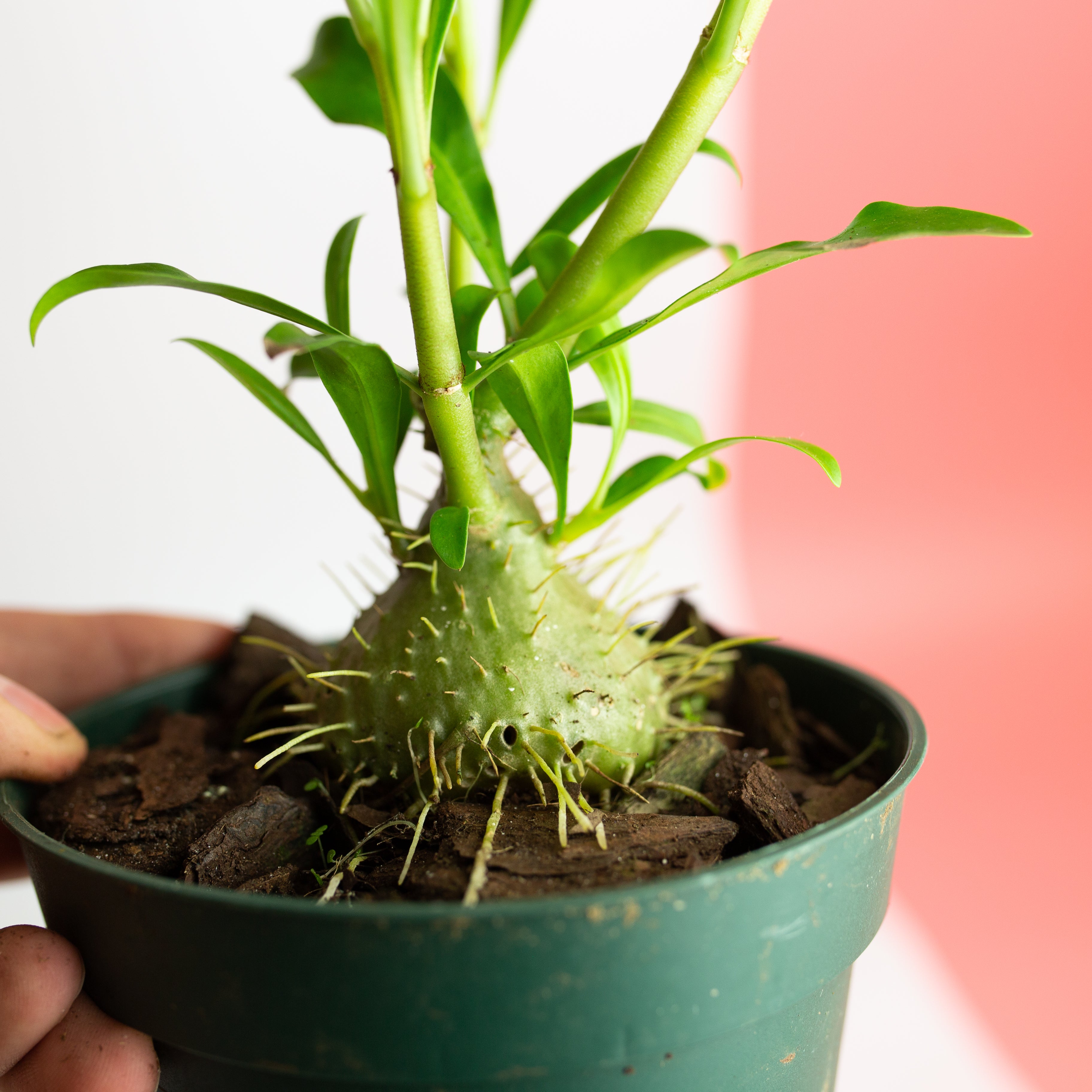 Myrmephytum selebicum – ARIUM BOTANICALS