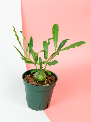 Myrmephytum selebicum