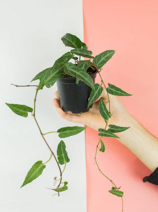 Cissus amazonica