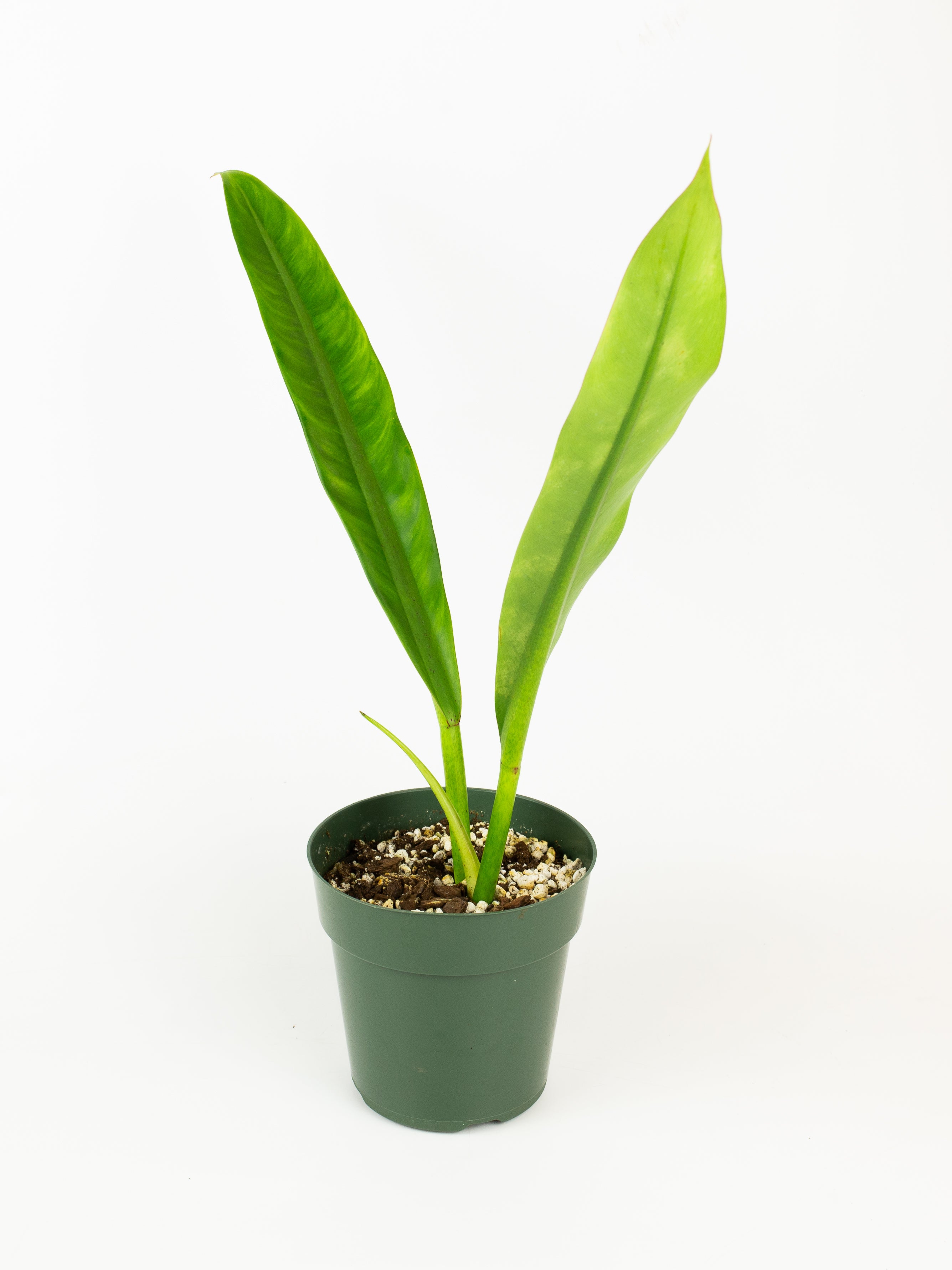 Philodendron crassinervium store plant