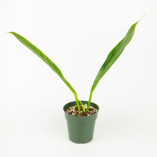 philodendron crassinervium price Philodendron crassinervium