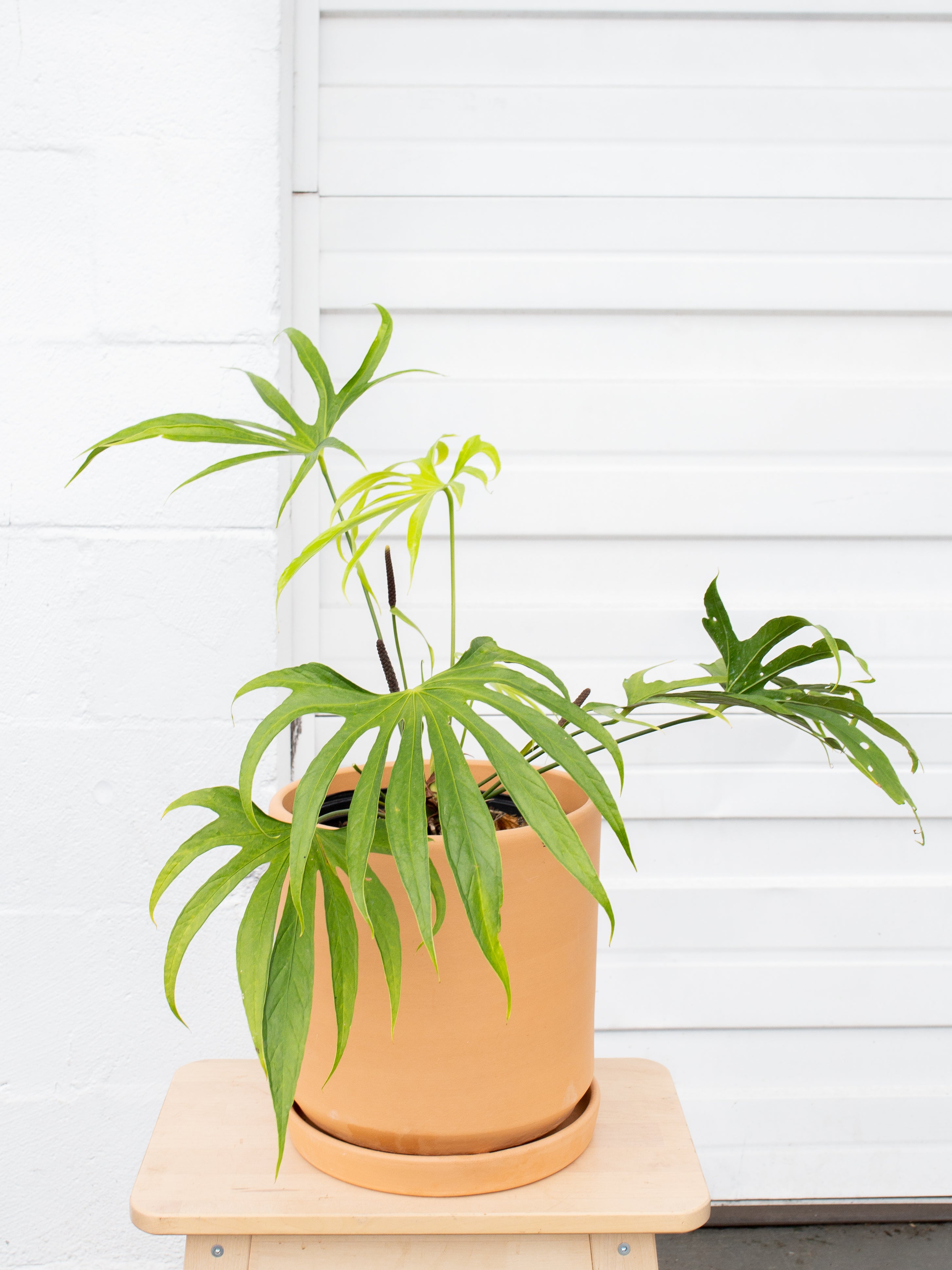 Anthurium pedatoradiatum – ARIUM BOTANICALS