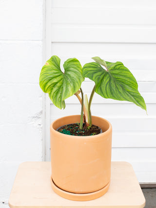 philodendron plowmanii petiole Philodendron plowmanii – ARIUM BOTANICALS