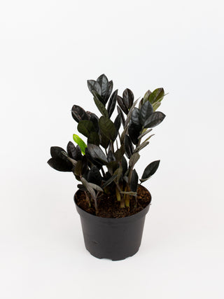oscura black zz plant Zamioculcas zamiifolia 'ZZ Oscura'
