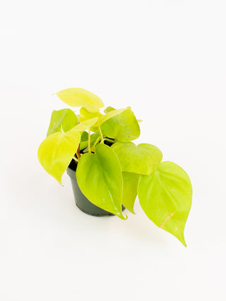 philodendron hederaceum lime Philodendron hederaceum 'lemon lime'