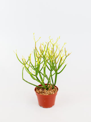 Euphorbia tirucalli 'fire sticks'