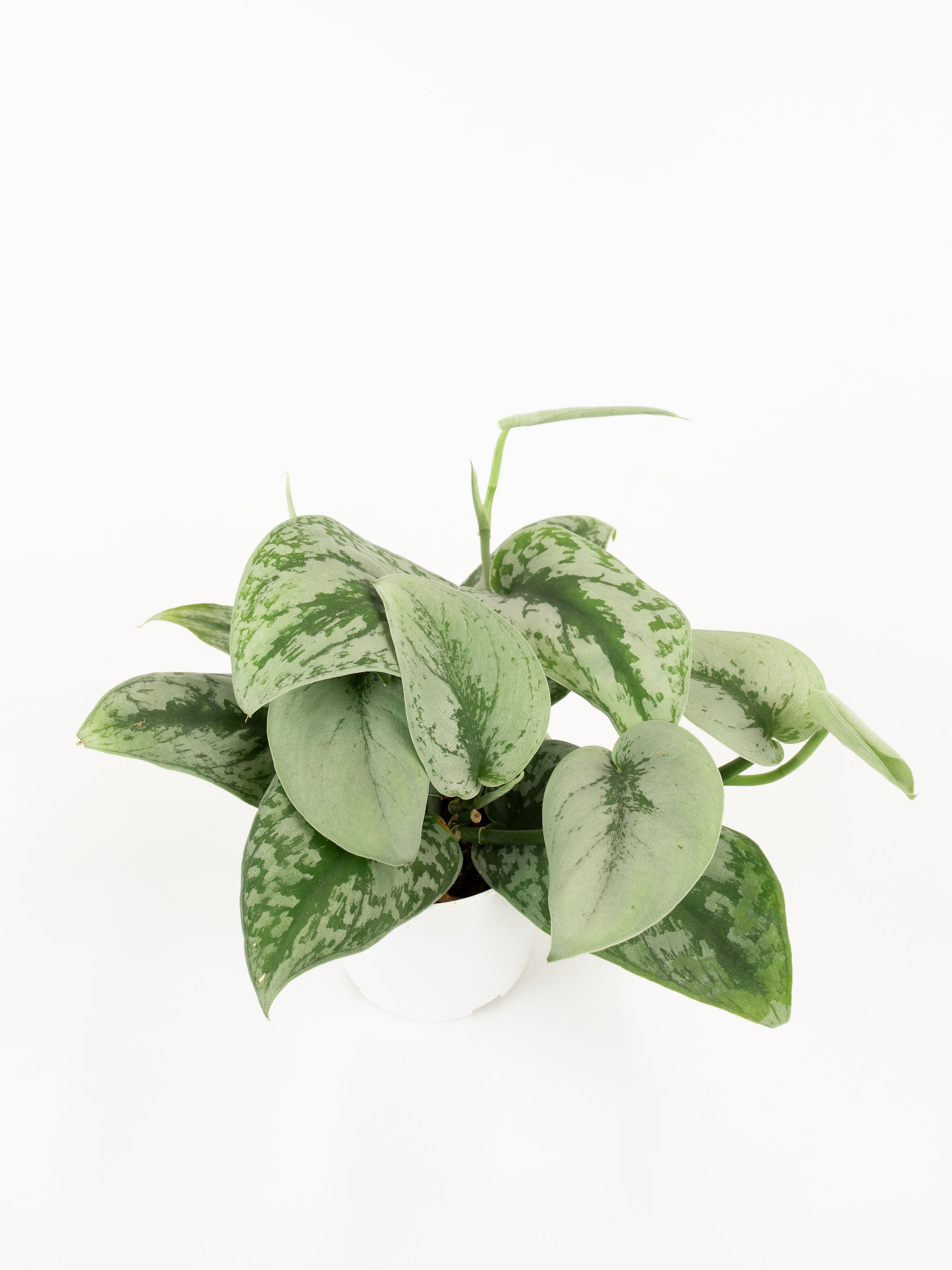Scindapsus pictus 'exotica' – ARIUM BOTANICALS Scindapsus pictus 'exotica' – ARIUM BOTANICALS