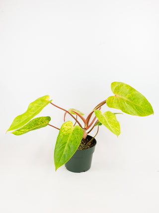 philodendron painted lady scientific name Philodendron 'Painted Lady' – ARIUM BOTANICALS