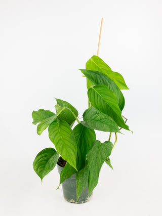 monstera adansonii regular form Monstera adansonii (b form)