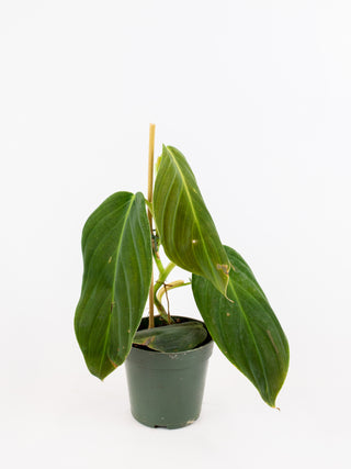 philodendron gigas for sale Philodendron gigas