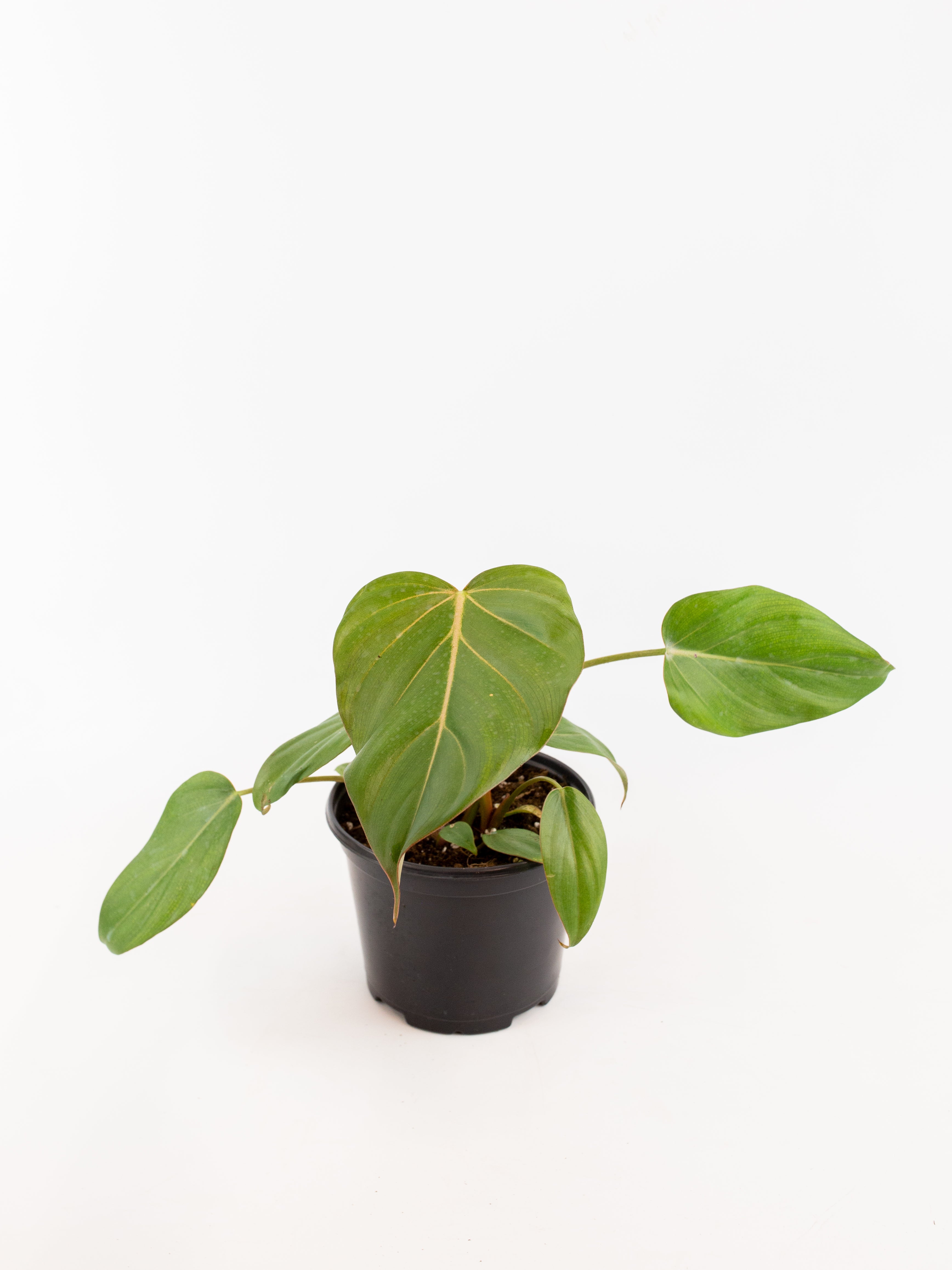 Philodendron 'summer glory' – ARIUM BOTANICALS