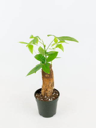 empty money tree Pachira aquatica 'Money Tree'