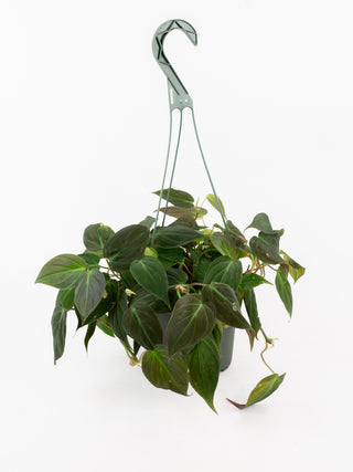 Philodendron hederaceum 'Micans'