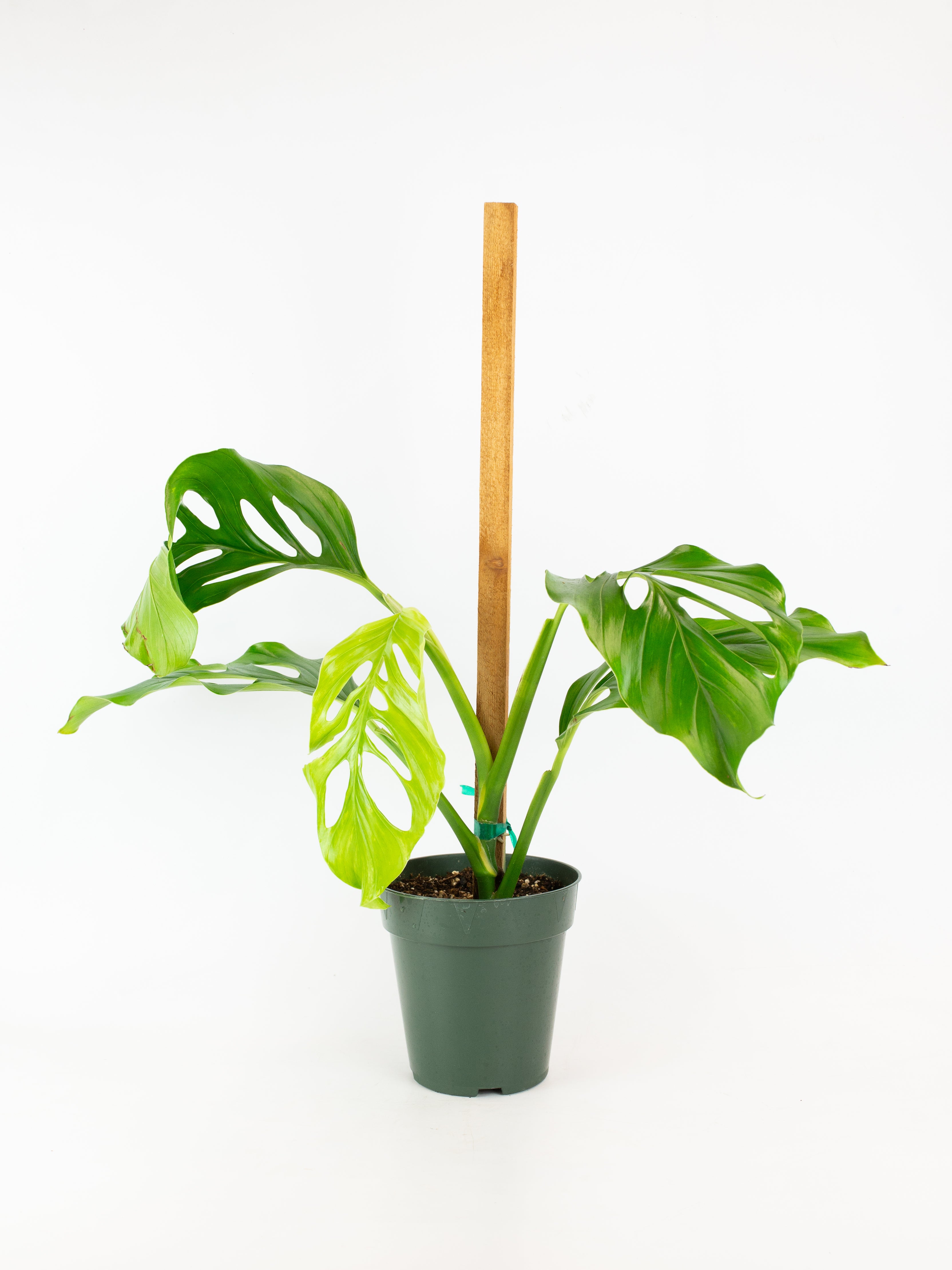 Monstera acacoyaguensis – ARIUM BOTANICALS