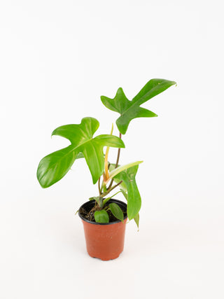 philodendron florida compacta Philodendron 'Florida Green'