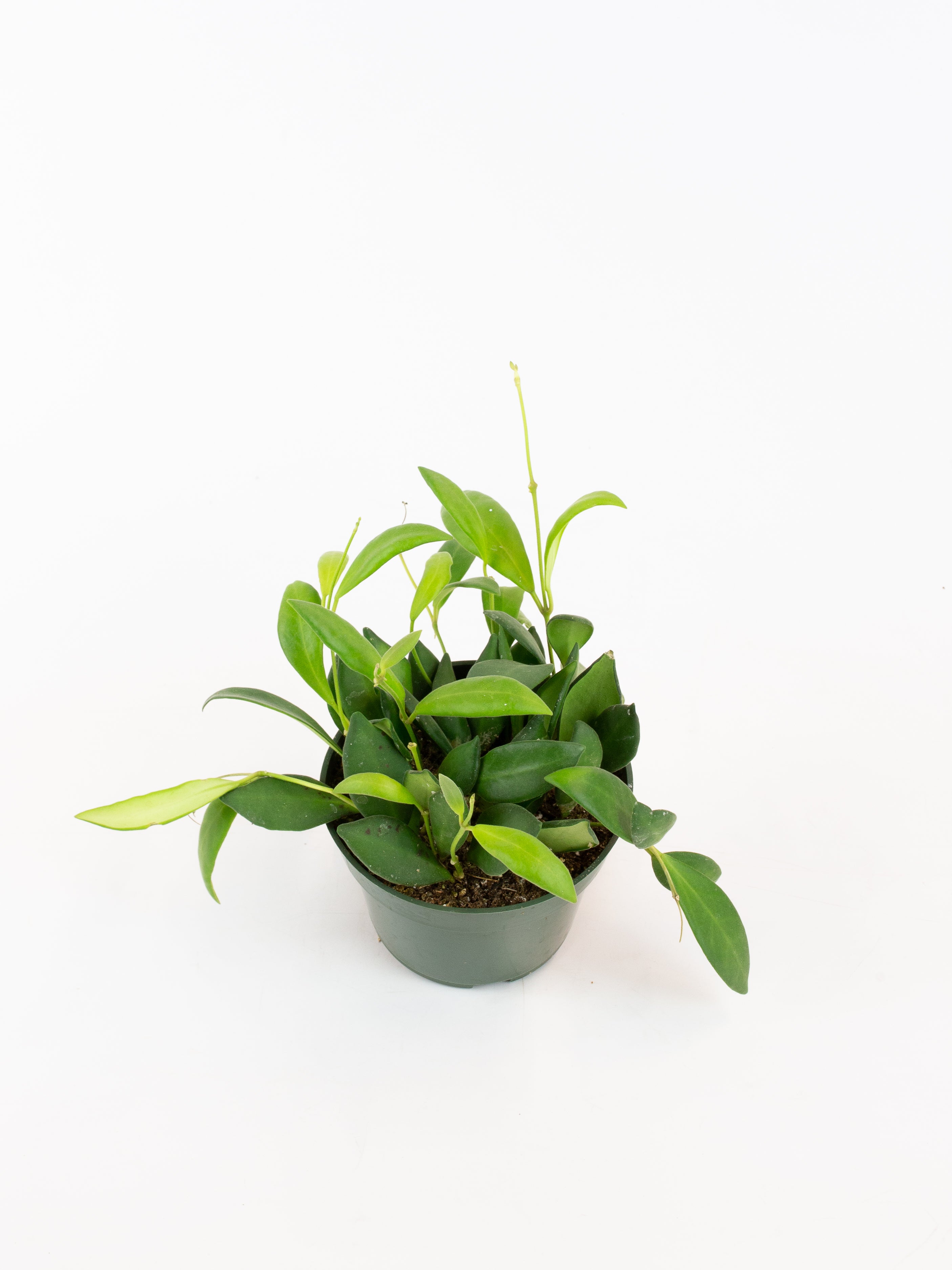 Hoya Burtoniae Variegata – Talea Di Pianta Di Cera, Sempreverde Purificante Per Interni