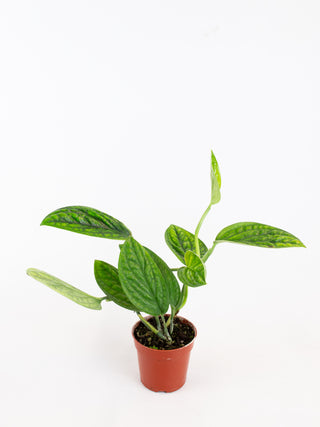monstera peru mature Monstera sp. 'Peru' – ARIUM BOTANICALS